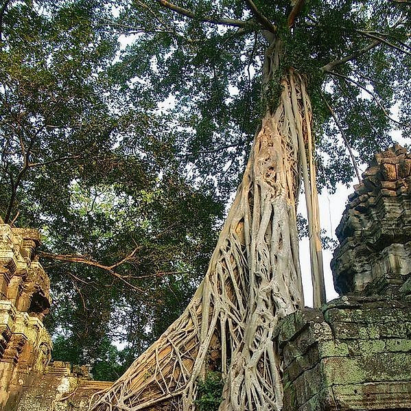Head baker portrait