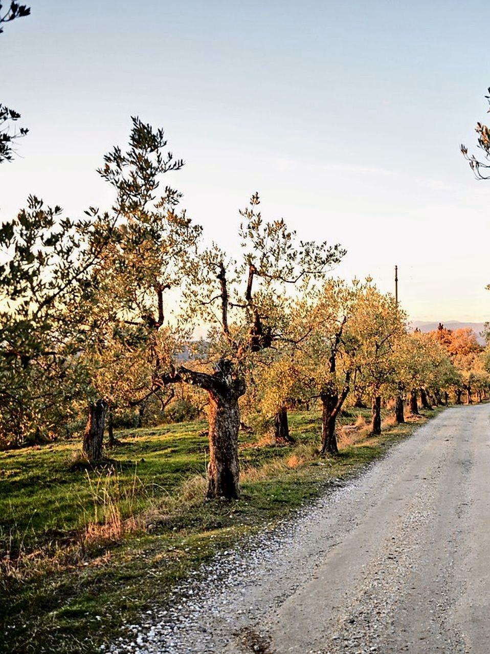 Viajes de campo entre pueblos antiguos