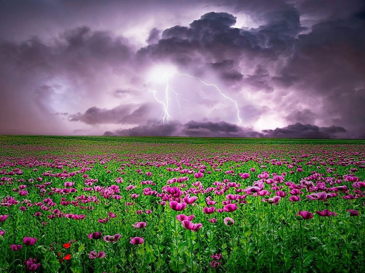 The same dramatic sky across four seasons